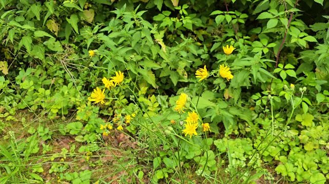 Wall hawkweed (Hieracium Murorum) blooming in a sunny green meadow