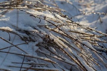 beautiful landscape of the winter trees in a park