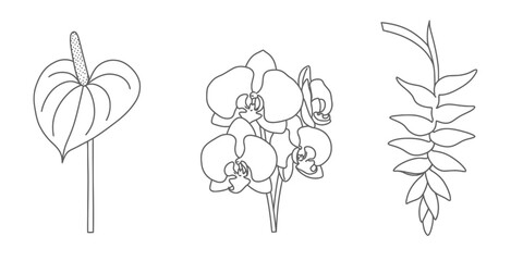 Line drawing of anthurium orchid and another plant  flowers and leaves on white