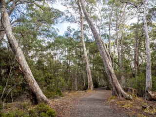 Obraz premium Forest in Lake st Clair in Tasmania island