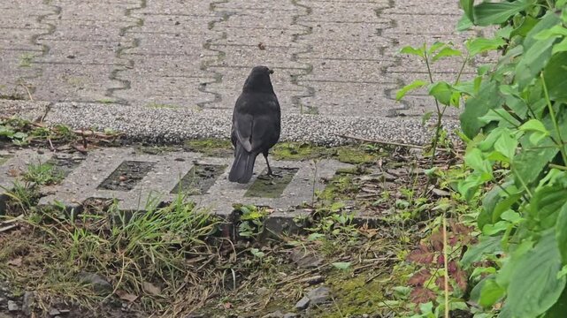 Blackbird (Turdus Merula) with worm in beak observing surroundings and walking