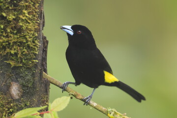 Flame Rumped Tanager, Ramphocelus flammigerus, Ecuador