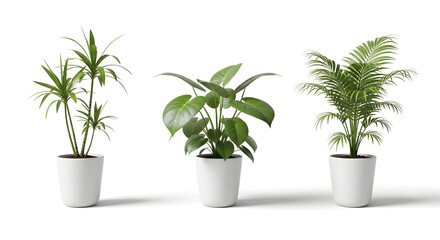 Fototapeta premium Three potted plants with lush green leaves on white background