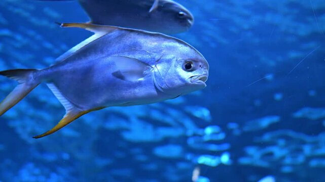 Pompano fish, Trachinotus carolinus Swimming in Tropical Blue Water, 4K Underwater Footage