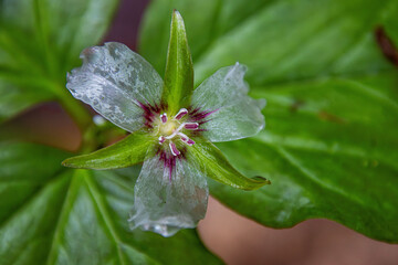 painted trillium flower almost transparent in the rain with leaves close-up