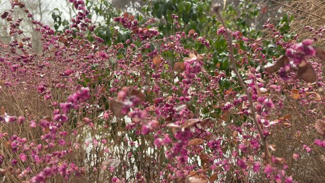 Vibrant pink berries cling to thin, brown branches as snow falls lightly in a winter garden. The colorful clusters contrast with the green leaves and snowy ground in the background.