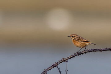 Obraz premium Female European Stonechat Perched on Thorny Branch with Soft Natural Background