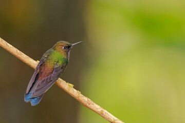 Fototapeta premium Gorgeted sunangel, Heliangelus strophianus, Ecuador
