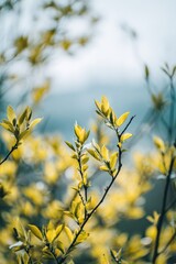 Obraz premium Fresh spring leaves on branches against clear sky background