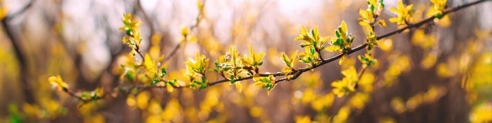 Obraz premium Spring blossoms on a sunlit tree branch in vibrant focus