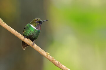 Gorgeted sunangel, Heliangelus strophianus, Ecuador