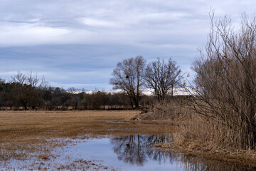 Clear tree reflection in flooded meadow water. Minimalist winter landscape with bare trees and mistletoe under cloudy sky. Moody wetland nature scene with brown grass and blue water reflections.