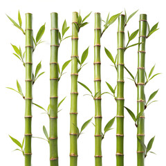Fototapeta premium Fresh Green Bamboo Stalks with Leaves Isolated on White Background