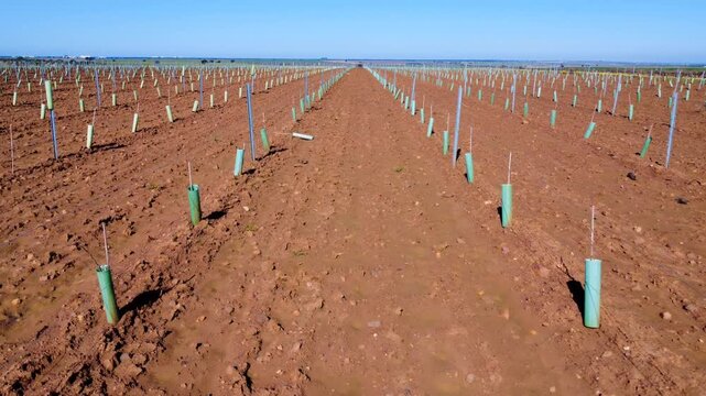 Drone forward flight over young trellised vineyard with green protectors in winter.