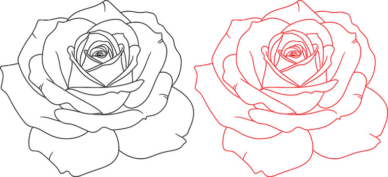 Line art and colored rose illustrations isolated on transparent background