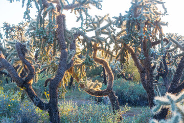 Fototapeta premium Cactuses in Arizona