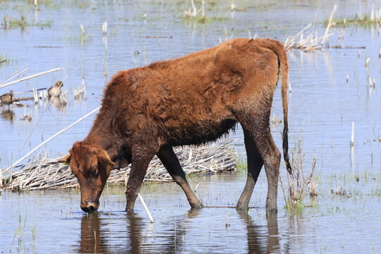 Cypriot indigenous cattle (Bos primigenius f. taurus) at Akrotiri Marsh