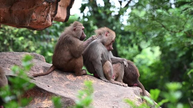 Baboon grooming another baboon in natural habitat