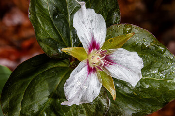 painted trillium flower half transparent with leaves in the rain close-up