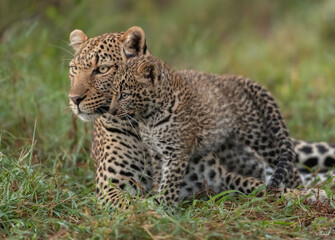 Fototapeta premium The magic of Masai Mara