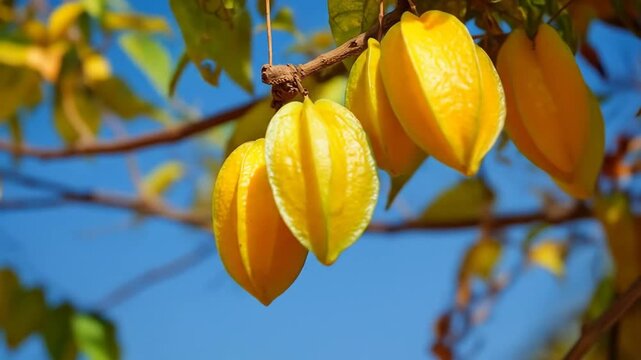 Close-up of ripe yellow star fruit (carambola) hanging from a tree branch against a clear blue sky, fresh tropical fruit.