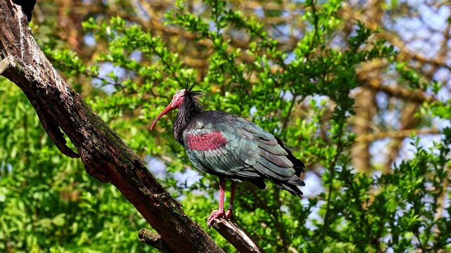 The northern bald ibis, hermit ibis, or waldrapp lat.Geronticus eremita is a migratory bird found in barren, semi-desert or rocky habitats, often close to running water.