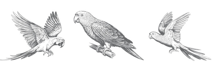 Vintage tropical macaw parrot set in traditional ink sketch engraving technique isolated artwork. © Joydeb