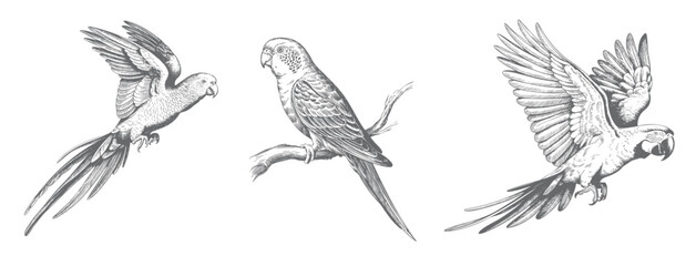 Vintage tropical macaw parrot set in traditional ink sketch engraving technique isolated artwork. © Joydeb
