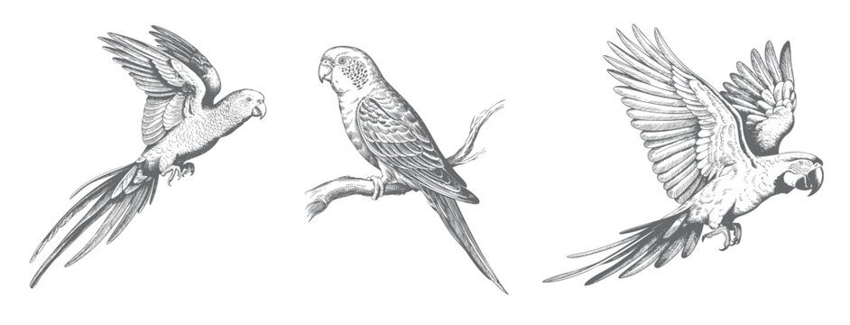 Vintage tropical macaw parrot set in traditional ink sketch engraving technique isolated artwork.