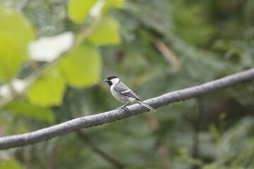 The Cinereous Tit is a lively songbird with bold black, white, and grey plumage. Often seen in gardens and woodlands, it moves energetically between branches, filling the air with cheerful calls.