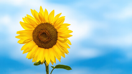 Obraz premium Bright yellow sunflower in full bloom against soft blue sky. Detailed petals and textured center create natural summer background symbolizing growth, optimism, agriculture and renewable energy.