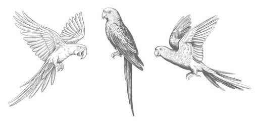 Vintage tropical macaw parrot set in traditional ink sketch engraving technique isolated artwork. © Joydeb
