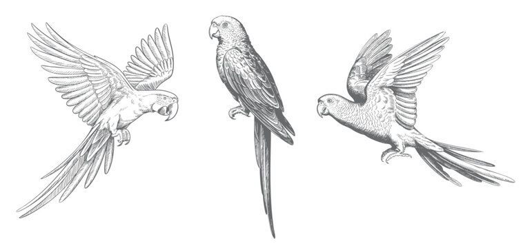 Vintage tropical macaw parrot set in traditional ink sketch engraving technique isolated artwork.