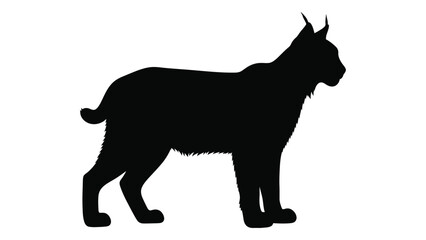 Obraz premium Silhouette of a bobcat standing in profile against a white background