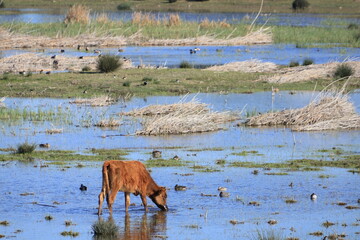 Wide angle view of Akrotiri Marsh wetland with Cypriot cattle (Bos primigenius f. taurus)