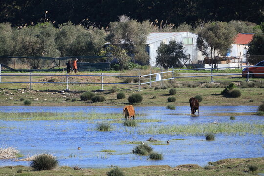 Wide angle view of Akrotiri Marsh wetland with Cypriot cattle (Bos primigenius f. taurus)
