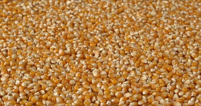 A background texture composed of many dried corn kernels. Spin with selective focus.