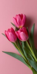 Obraz premium Pink tulips on pastel pink background with green leaves in elegant floral arrangement