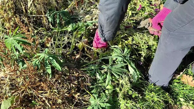 Gardener pruning plants with pruning shears in a garden during autumn