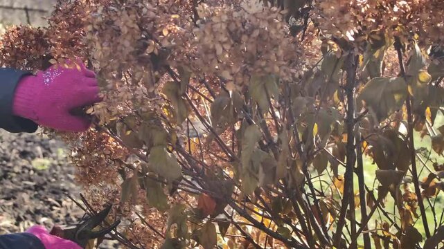 Gardener wearing pink gloves prunes dead hydrangea flowers in autumn garden
