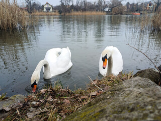 A swan pair grazing together on the winter river12