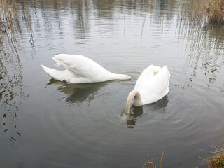 A swan pair grazing together on the winter river4