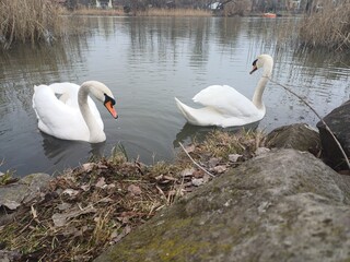 A swan pair grazing together on the winter river3