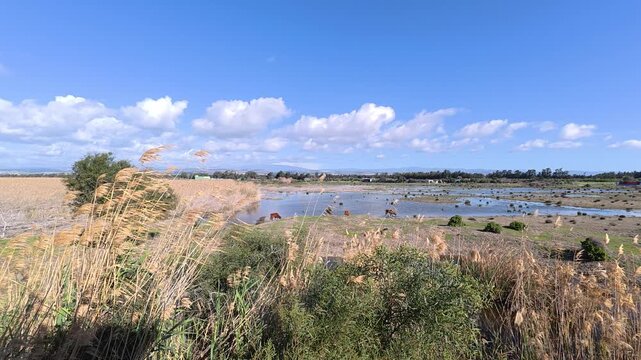 Wide angle 4K footage of Akrotiri Marsh wetland with Cypriot cattle (Bos primigenius f. taurus)