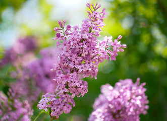Obraz premium Vibrant purple lilac blossoms in full spring bloom, close-up with soft bokeh. Fresh floral background, natural light, romantic garden mood for seasonal and wellness themes