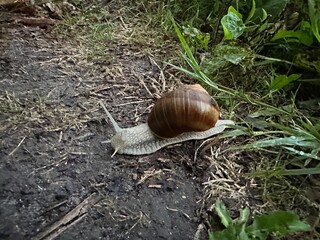 snail on a leaf Escargot dans la nature  © Ambre.Rptx