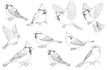 Vintage hand drawn sketch sparrow bird collection with perched and flying poses in line art engraving style isolated on white background.