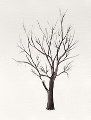 Winter evergreen pine tree with snow dry winter tree watercolor illustration