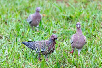 Obraz premium A group of wild pigeons, Picazuro patagioenas, the largest species of wild pigeon in South America.