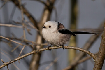 Long-tailed Tit (Aegithalos caudatus) perched on a slender branch in winter